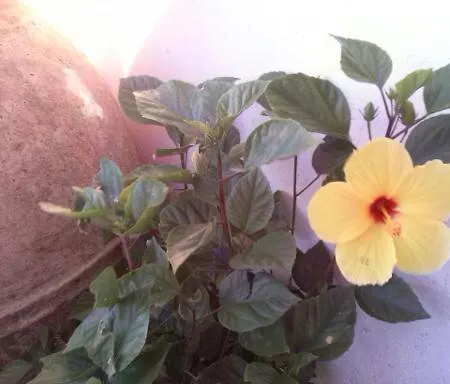 La Casa Dei Fiori